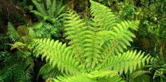 Nguyên tắc chọn cây trồng hợp phong thủy 1