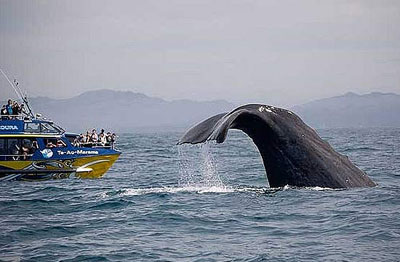 4 địa điểm ngắm cá voi lý tưởng nhất thế giới