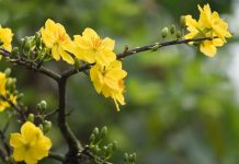 Cách chọn hoa mai ngày Tết cho nhà thêm may mắn Làm sao để chọn mai thế may mắn cho ngày Tết - 1