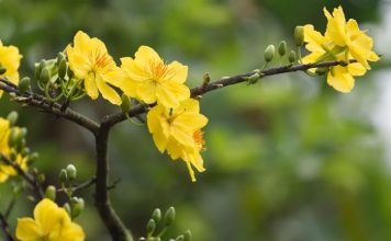 Làm sao để chọn mai thế may mắn cho ngày Tết - 1