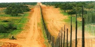 Hàng rào Dingo – hàng rào dài nhất thế giới