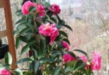 Cách trồng và chăm sóc cây hoa hải đường - 1