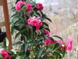 Cách trồng và chăm sóc cây hoa hải đường - 1