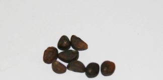 5_buoc_trong_rau_muong_bang_thung_xop_1