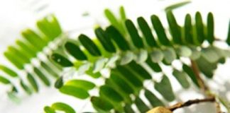 Tác dụng chữa bệnh của quả me - 1