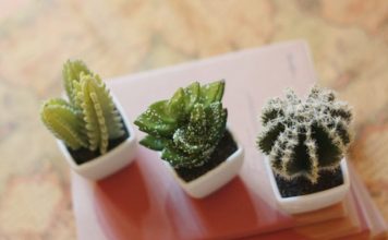 3_mau_cay_canh_mini_de_ban_1