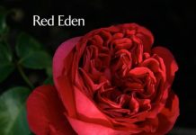 Giống hoa hồng ngoại đẹp mê li khiến ai cũng mê mẩn