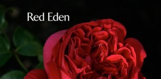 Giống hoa hồng ngoại đẹp mê li khiến ai cũng mê mẩn