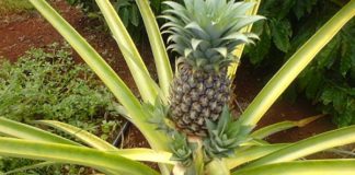 7 loại thực phẩm thân thiện trong ngày đèn đỏ - 1