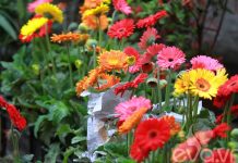 Cách tạo rễ cho Bonsai và cây kiểng đẹp mê li 1. Hoa đồng tiền Loài hoa này tượng trưng cho hạnh phúc, nó mang ý nghĩa về vẻ đẹp và sự diệu kì. Không những thế nó còn thể hiện sự ngây thơ, tình yêu và lòng ca ngợi. Hoa đồng tiền khá dễ trồng mà lại có thể trang trí cho ngôi nhà bạn với ý nghĩa hoan hỷ, sự vui vẻ trong gia đình. Bài liên quan: Chọn dàn hoa leo đẹp cho nhà phố Top cây cảnh có độc chết người cần tránh Vườn đứng: Giúp nhà đẹp lại lợi sức khỏe 6 bước trồng hoa Súng cực 'đỉnh'