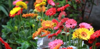 1. Hoa đồng tiền  Loài hoa này tượng trưng cho hạnh phúc, nó mang ý nghĩa về vẻ đẹp và sự diệu kì. Không những thế nó còn thể hiện sự ngây thơ, tình yêu và lòng ca ngợi.  Hoa đồng tiền khá dễ trồng mà lại có thể trang trí cho ngôi nhà bạn với ý nghĩa hoan hỷ, sự vui vẻ trong gia đình.  Bài liên quan:  Chọn dàn hoa leo đẹp cho nhà phố  Top cây cảnh có độc chết người cần tránh  Vườn đứng: Giúp nhà đẹp lại lợi sức khỏe  6 bước trồng hoa Súng cực 'đỉnh' 