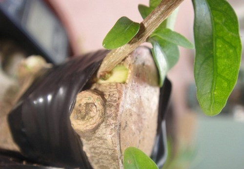 Cách trồng cây bonsai đẹp từ rễ, gốc, thân, cành đến ngọn 4
