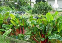 11_loai_rau_de_trong_trong_nha_1