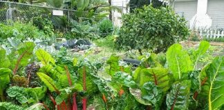 11_loai_rau_de_trong_trong_nha_1