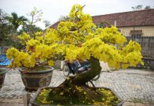 Cách tỉa mai vàng để tự tạo thế bonsai tuyệt đẹp Cách tỉa mai vàng để tự tạo thế bonsai tuyệt đẹp