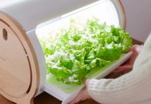 Cách trồng rau sạch không cần đất, không cần nắng Cách trồng rau sạch không cần đất, không cần nắng cực 'hot' 5