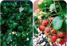 Top rau sạch gây 'sốt' chị em năm 2013 - 1