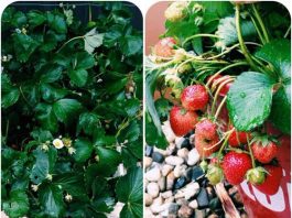 Top rau sạch gây 'sốt' chị em năm 2013 - 1