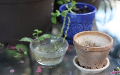Cách trồng tía tô đất tại nhà sạch ngon và đơn giản - 5