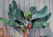 Những loại cây ăn quả có thể trồng trong nhà