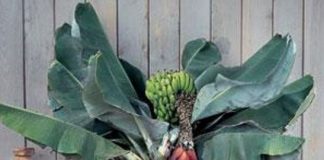 Những loại cây ăn quả có thể trồng trong nhà