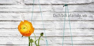 Tận dụng chai nhựa cũ làm đồ vật tiện ích trang trí nhà thêm xinh 1