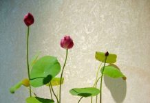 Cách trồng sen trong chậu mini với 4 bước cực đơn giản Cách trồng sen trong chậu với 4 bước cực đơn giản