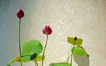 Cách trồng sen trong chậu với 4 bước cực đơn giản