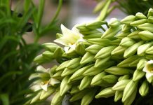 Hướng dẫn kỹ thuật trồng và chăm sóc hoa loa kèn - 1