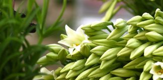 Hướng dẫn kỹ thuật trồng và chăm sóc hoa loa kèn - 1