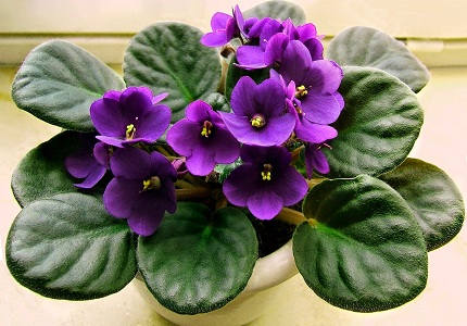 Sự tích và ý nghĩa của loài hoa violet tím ngọt ngào - 5