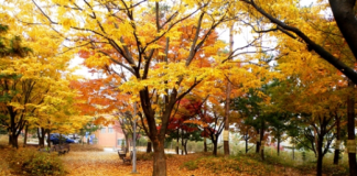 Ngắm xứ sở Kim Chi vào thu