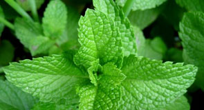 3 loại thảo dược chữa ho hiệu quả nhất