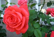 cach-trong-hoa-hong-tuoi-tot-hon-nho-nhung-cu-khoai-tay-lamsao.com-6