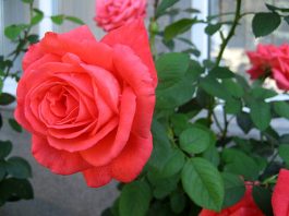 cach-trong-hoa-hong-tuoi-tot-hon-nho-nhung-cu-khoai-tay-lamsao.com-6