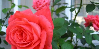 cach-trong-hoa-hong-tuoi-tot-hon-nho-nhung-cu-khoai-tay-lamsao.com-6