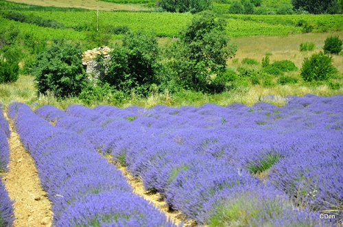 Sải bước trên cánh đồng hoa oải hương ở Pháp