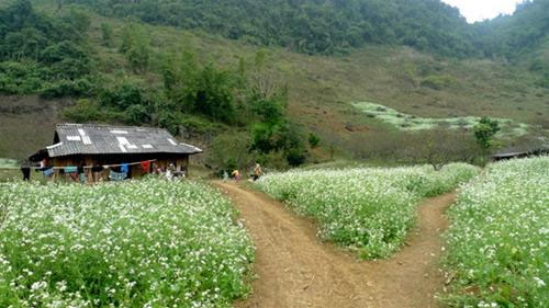 Mùa cải trắng ở Thông Cuông, Mộc Châu.