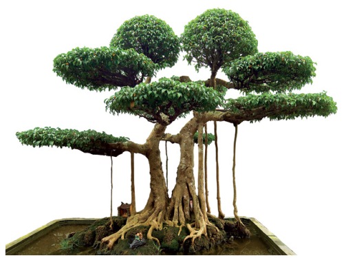 Phân chia các loại cây Bonsai theo nguồn gốc hình thành 4