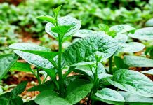 Cách trồng rau mồng tơi trong thùng xốp được ăn chỉ sau 1 tháng Cách trồng rau mồng tơi trong thùng xốp cực kỳ đơn giản 1