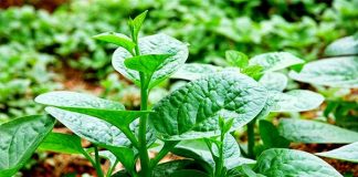 Cách trồng rau mồng tơi trong thùng xốp cực kỳ đơn giản 1