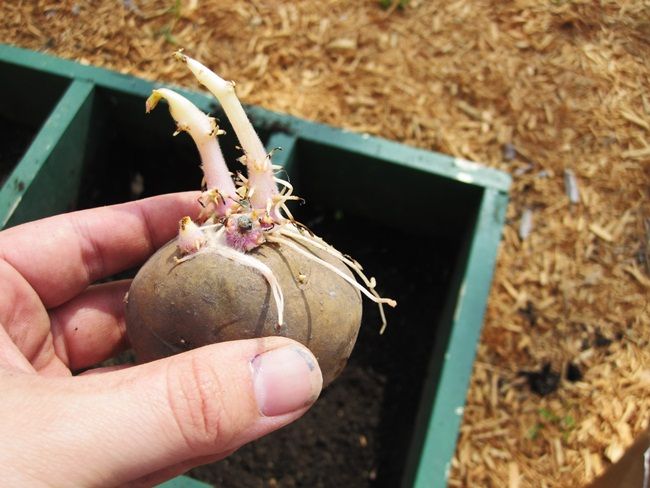 Hướng dẫn cách trồng khoai tây tại nhà sai củ, củ ngon - 3