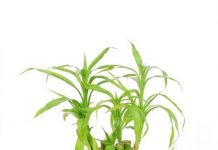 5-cay-canh-cho-nha-chat-bi-1