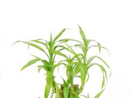 5-cay-canh-cho-nha-chat-bi-1