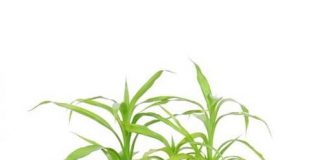 5-cay-canh-cho-nha-chat-bi-1