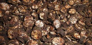 Một số bài thuốc chữa bệnh từ cây chuối hột - 1