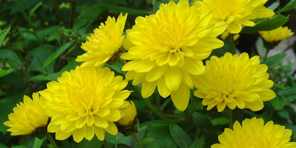 10 loại hoa mang may mắn cho tết Nhâm Thìn - 9