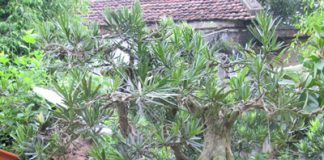 Làm sao để chọn chậu trồng cây cảnh 1