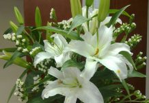 Tìm hiểu ý nghĩa của hoa ly tinh khiết, quý phái Tìm hiểu ý nghĩa của hoa ly tinh khiết, quý phái - 1