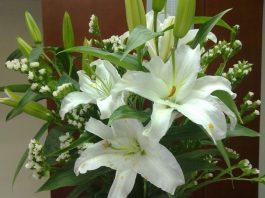 Tìm hiểu ý nghĩa của hoa ly tinh khiết, quý phái - 1